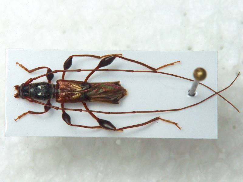 Molorchus minor (Linnaeus, 1758)